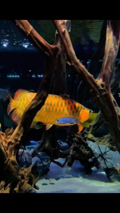 張家界水族批發市場：張家界哪里有賣海鮮的？