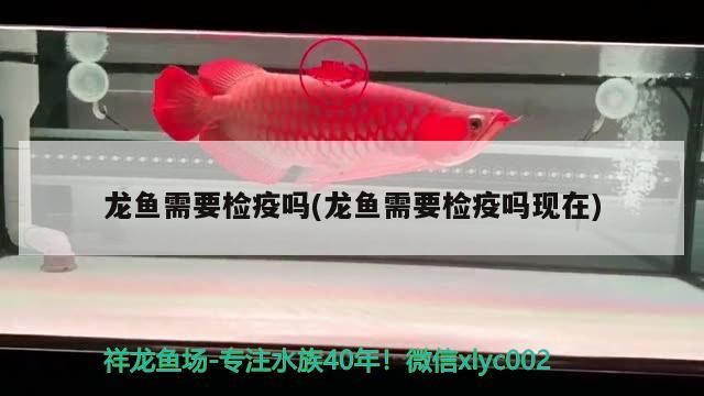 龍魚需要檢疫嗎(龍魚需要檢疫嗎現在)