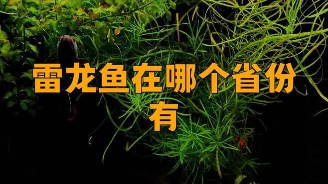 幻彩藍寶石雷龍魚的市場需求如何？（幻彩藍寶石雷龍魚市場需求集中于高凈值細分領域）