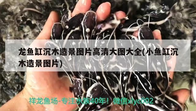 龍魚缸沉木造景圖片高清大圖大全(小魚缸沉木造景圖片)