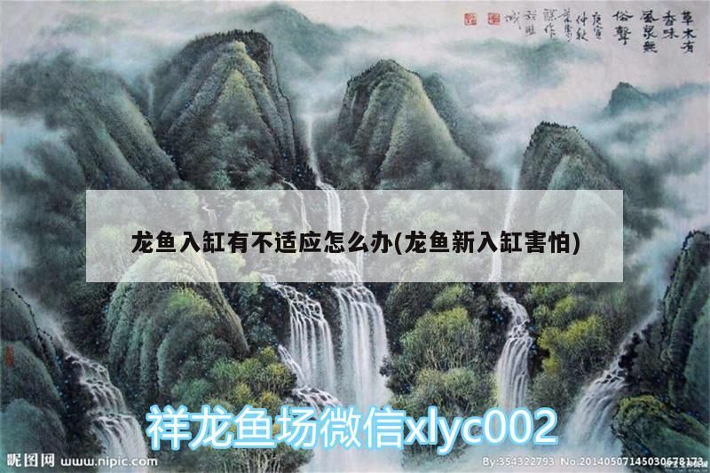 龍魚入缸有不適應怎么辦(龍魚新入缸害怕)