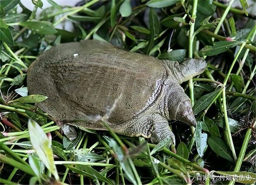 哪種混養方案最成功（關于魚鱉混養的一些建議）