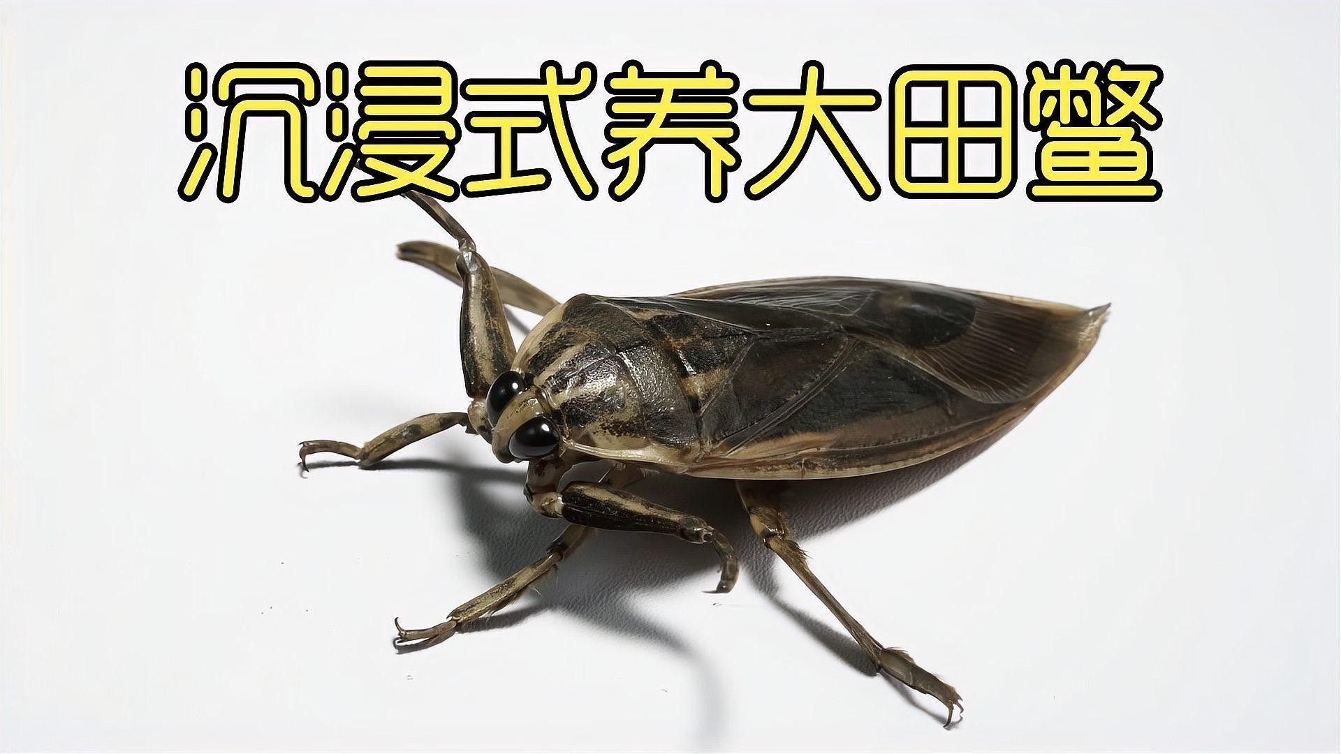 哪種混養方案最成功（關于魚鱉混養的一些建議）