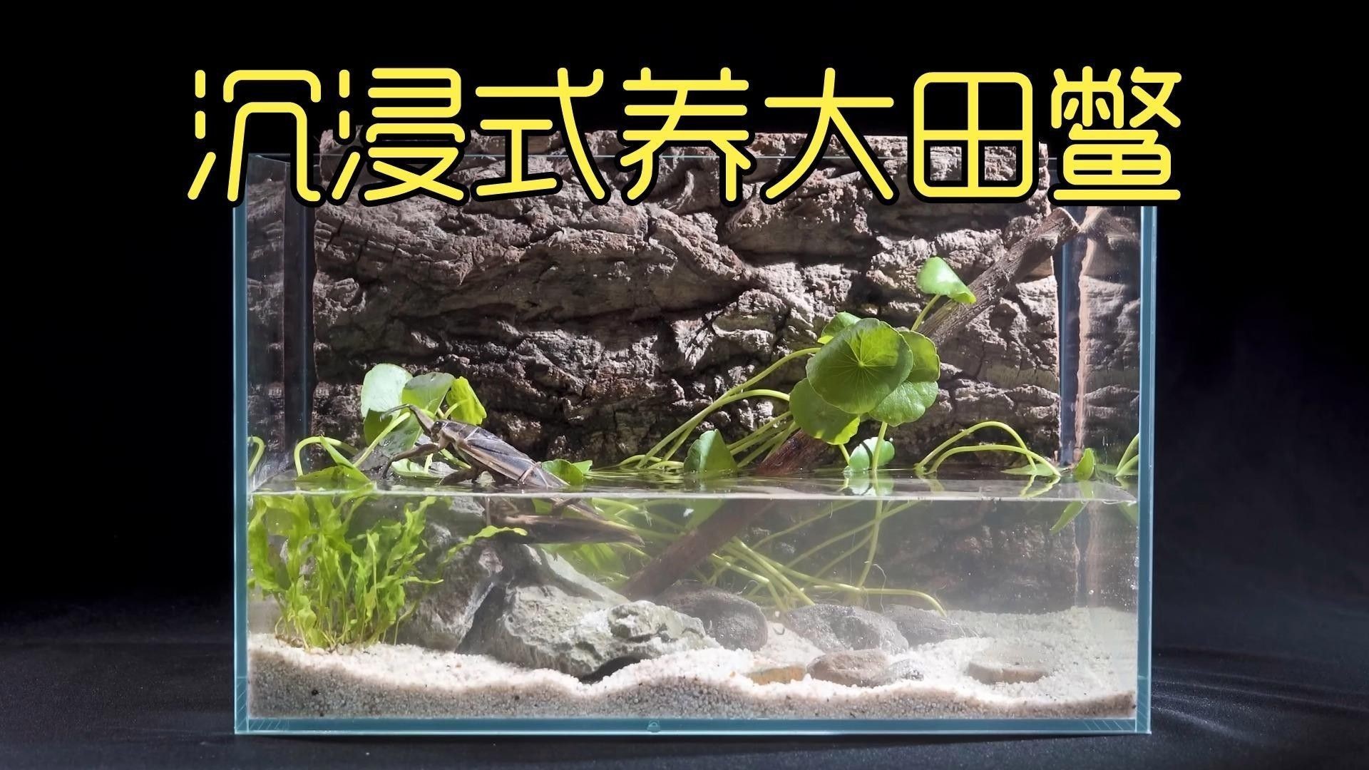 哪種混養方案最成功（關于魚鱉混養的一些建議）