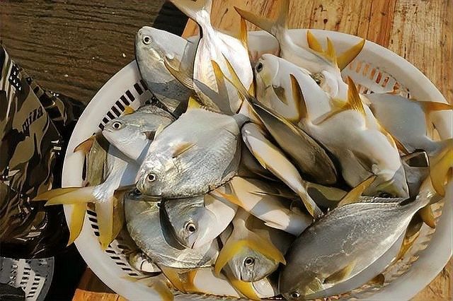 哪種混養方案最成功（關于魚鱉混養的一些建議）