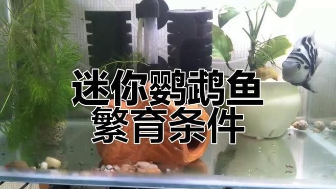 如何判斷迷你鸚鵡魚是否受精？（如何判斷迷你鸚鵡魚是否受精） 如何判斷迷你鸚鵡魚是否受精？（如何判斷迷你鸚鵡魚是否受精） 龍魚百科 第2張