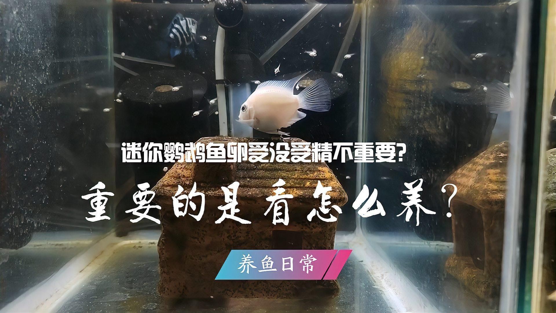 如何判斷迷你鸚鵡魚是否受精？（如何判斷迷你鸚鵡魚是否受精） 如何判斷迷你鸚鵡魚是否受精？（如何判斷迷你鸚鵡魚是否受精） 龍魚百科 第1張