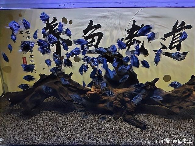 如何判斷迷你鸚鵡魚是否受精？（如何判斷迷你鸚鵡魚是否受精） 如何判斷迷你鸚鵡魚是否受精？（如何判斷迷你鸚鵡魚是否受精） 龍魚百科 第8張