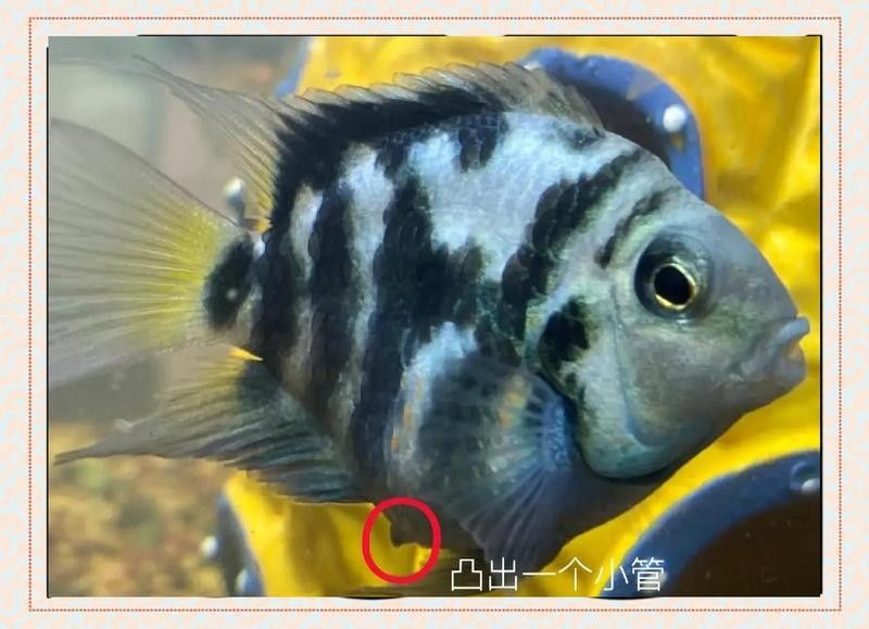如何判斷迷你鸚鵡魚是否受精？（如何判斷迷你鸚鵡魚是否受精） 如何判斷迷你鸚鵡魚是否受精？（如何判斷迷你鸚鵡魚是否受精） 龍魚百科 第7張