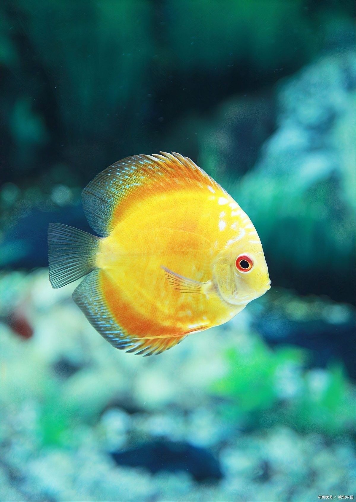 如何判斷迷你鸚鵡魚是否受精？（如何判斷迷你鸚鵡魚是否受精） 如何判斷迷你鸚鵡魚是否受精？（如何判斷迷你鸚鵡魚是否受精） 龍魚百科 第6張