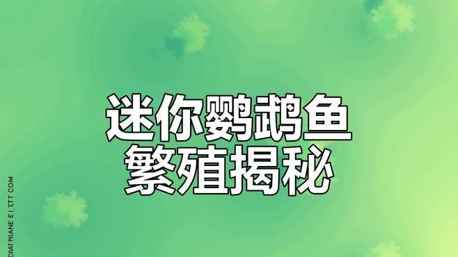 如何判斷迷你鸚鵡魚是否受精？（如何判斷迷你鸚鵡魚是否受精） 如何判斷迷你鸚鵡魚是否受精？（如何判斷迷你鸚鵡魚是否受精） 龍魚百科 第3張