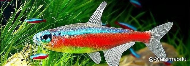 有哪些魚可以和孔雀魚混養(yǎng)？（哪些魚適合和孔雀魚混養(yǎng)）
