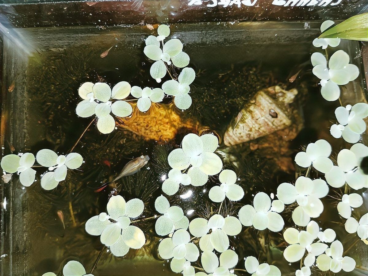 有哪些魚可以和孔雀魚混養(yǎng)？（哪些魚適合和孔雀魚混養(yǎng)）