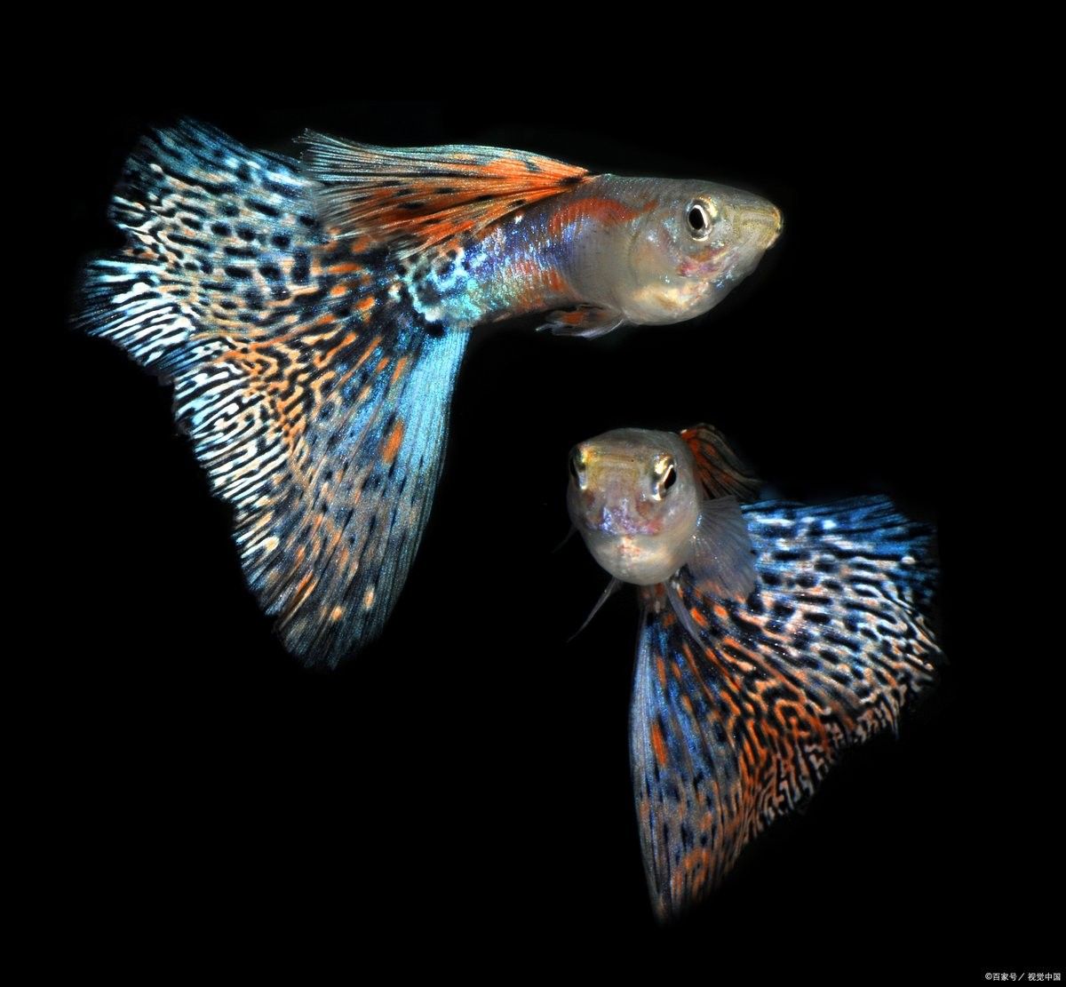 有哪些魚可以和孔雀魚混養(yǎng)？（哪些魚適合和孔雀魚混養(yǎng)）