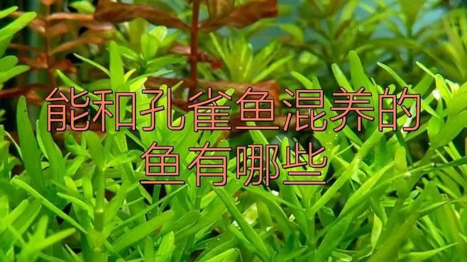 有哪些魚可以和孔雀魚混養(yǎng)？（哪些魚適合和孔雀魚混養(yǎng)）