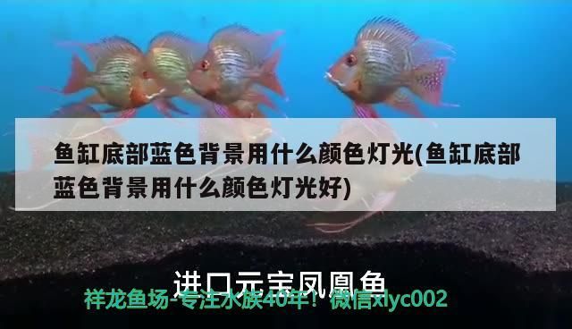 龍魚干蝦有營養(yǎng)嗎 魚缸底部藍色背景用什么顏色燈光(魚缸底部藍色背景用什么顏色燈光好) 觀賞魚百科 魚缸底部藍色背景用什么顏色燈光(魚缸底部藍色背景用什么顏色燈光好) 魚缸底部藍色背景用什么顏色燈光(魚缸底部藍色背景用什么顏色燈光好) 觀賞魚百科