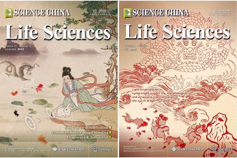 金龍魚鉆石眼基因是否穩定（金龍魚鉆石眼基因是否穩定性）