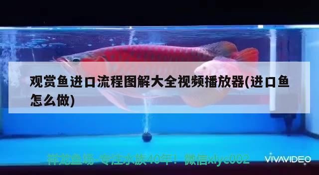 首次亮相65cm鯊魚(yú)嘴（65cm鯊魚(yú)嘴項(xiàng)鏈）