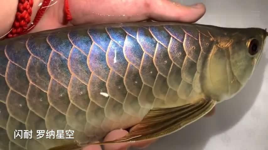 白化金龍魚的市場(chǎng)價(jià)格是多少（白化金龍魚價(jià)格在每條100元至500元人民幣之間）
