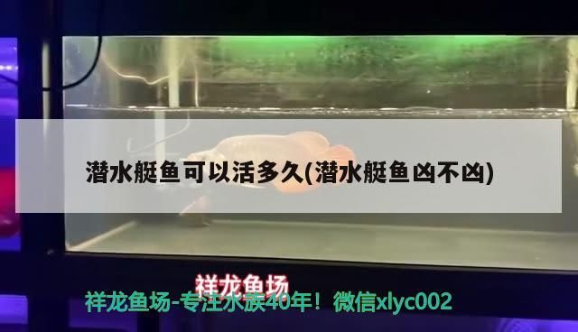 潛水艇魚可以活多久(潛水艇魚兇不兇)（潛水艇魚可以活多久）