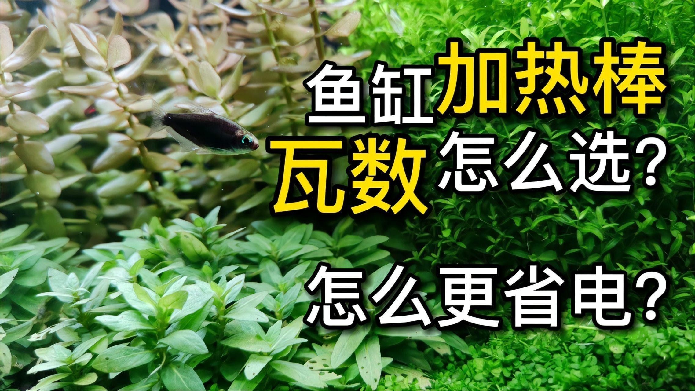 匯龍魚缸加熱器如何選擇（大鵬玩咖測評局：匯龍魚缸加熱器如何選擇合適的加熱器）