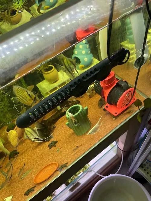 匯龍魚缸加熱器如何選擇（大鵬玩咖測評局：匯龍魚缸加熱器如何選擇合適的加熱器）