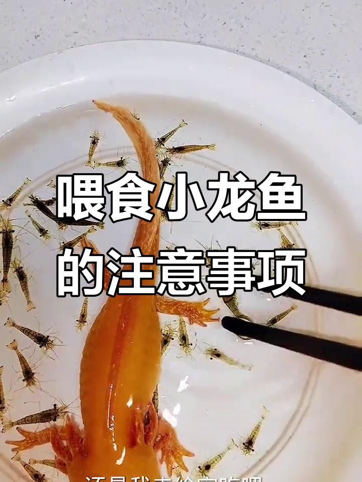 龍魚能吃龍蝦嗎（龍蝦尾能喂龍魚嗎龍魚吃啥咪朵喂小龍蝦給龍魚別這樣做）