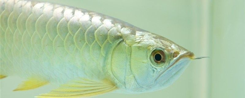 龍魚水溫低于24度如何急救？（龍魚水溫低于24度會有什么癥狀？）