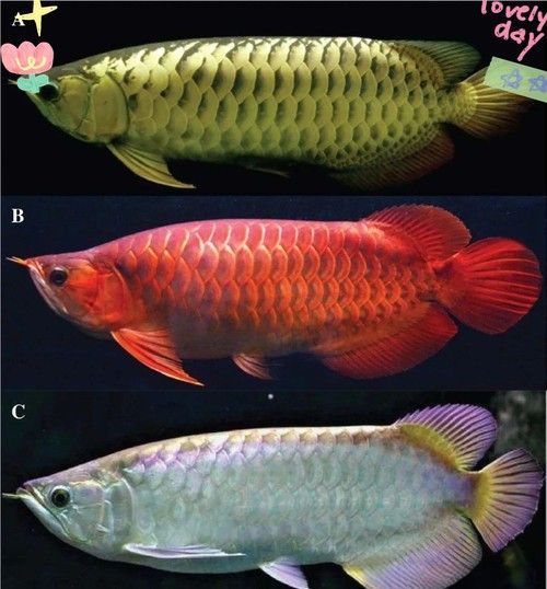 澄海金龍魚是雜牌魚嗎（澄海金龍魚是否為雜牌魚的探討）