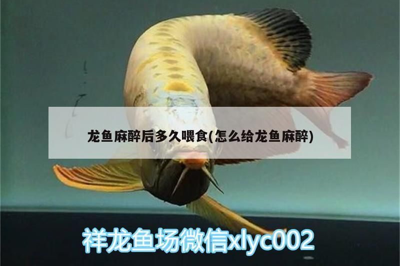 龍魚麻醉后多久喂食(怎么給龍魚麻醉)（龍魚麻醉后多久喂食）