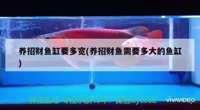 龍魚麻醉后多久喂食(怎么給龍魚麻醉)（龍魚麻醉后多久喂食）