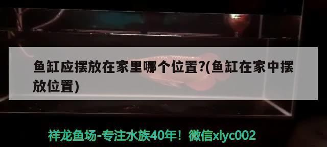 魚缸應(yīng)擺放在家里哪個位置?(魚缸在家中擺放位置)（魚缸擺放在什么位置好）