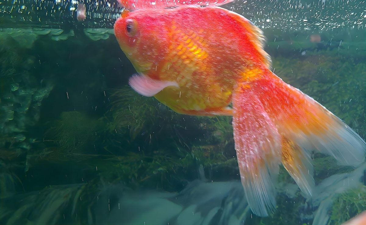 如何預防紅龍魚尾巴長白色疙瘩（如何預防紅龍魚尾巴白色疙瘩）