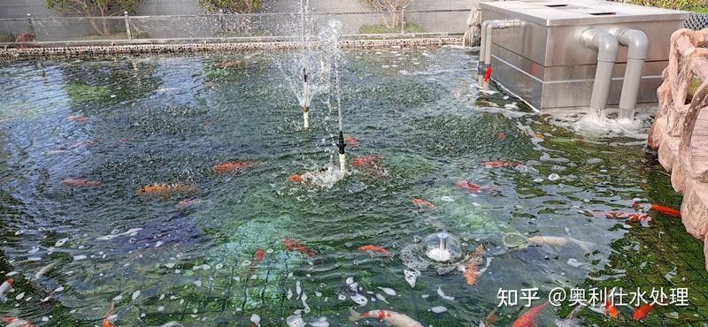 藍(lán)底過背金龍魚發(fā)色后如何喂食？（藍(lán)底過背金龍魚發(fā)色后如何喂食金龍魚健康成長的關(guān)鍵因素解析）