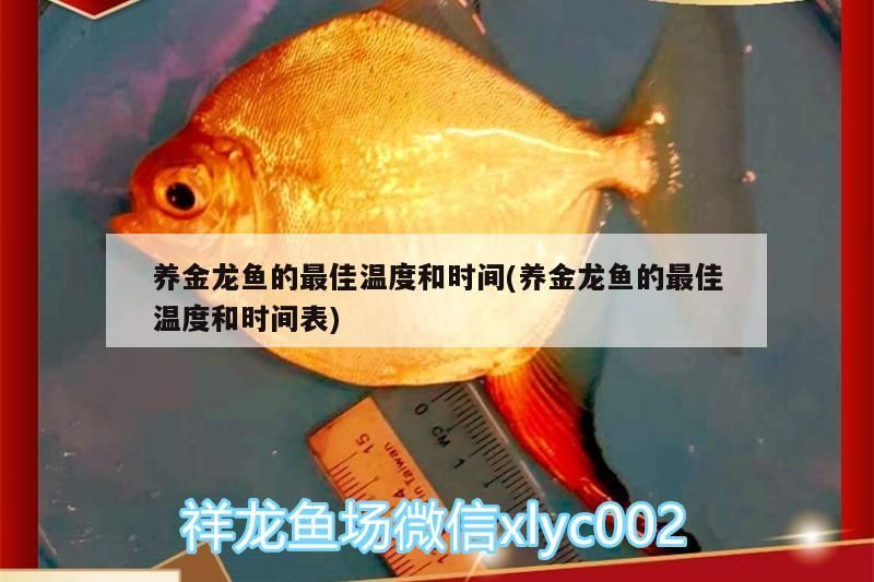 養金龍魚的最佳溫度和時間(養金龍魚的最佳溫度和時間表)（養殖金龍魚的最佳溫度和時間）