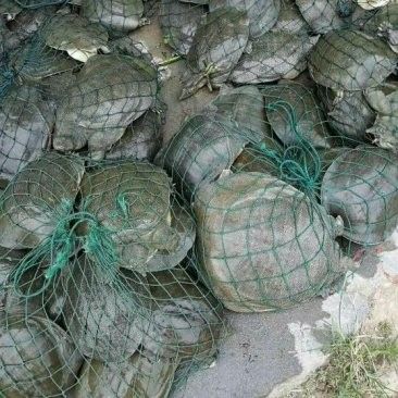 泰安龍魚批發(fā)市場的價(jià)格如何（泰安龍魚批發(fā)市場價(jià)格大揭秘）