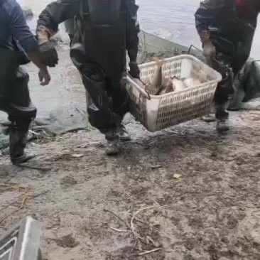 泰安龍魚批發(fā)市場的價(jià)格如何（泰安龍魚批發(fā)市場價(jià)格大揭秘）