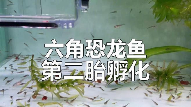 什么龍魚長得最小最好看的（哪種龍魚最好看）（什么龍魚長得最小最好看）