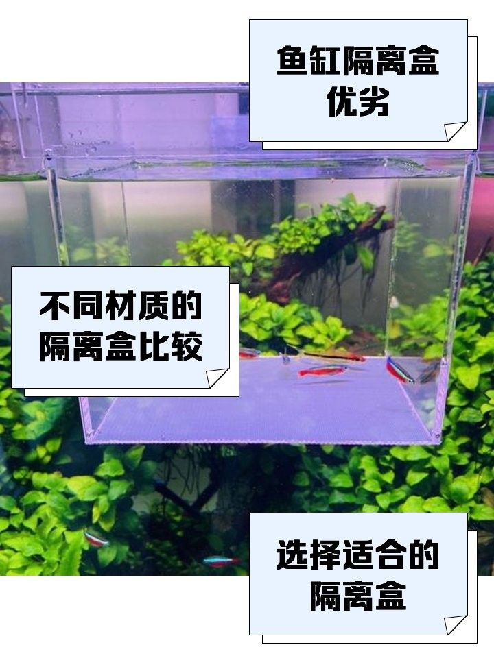 隔離盒哪種材質最好？（養龜用的隔離盒這么多,你真的選對了嗎）
