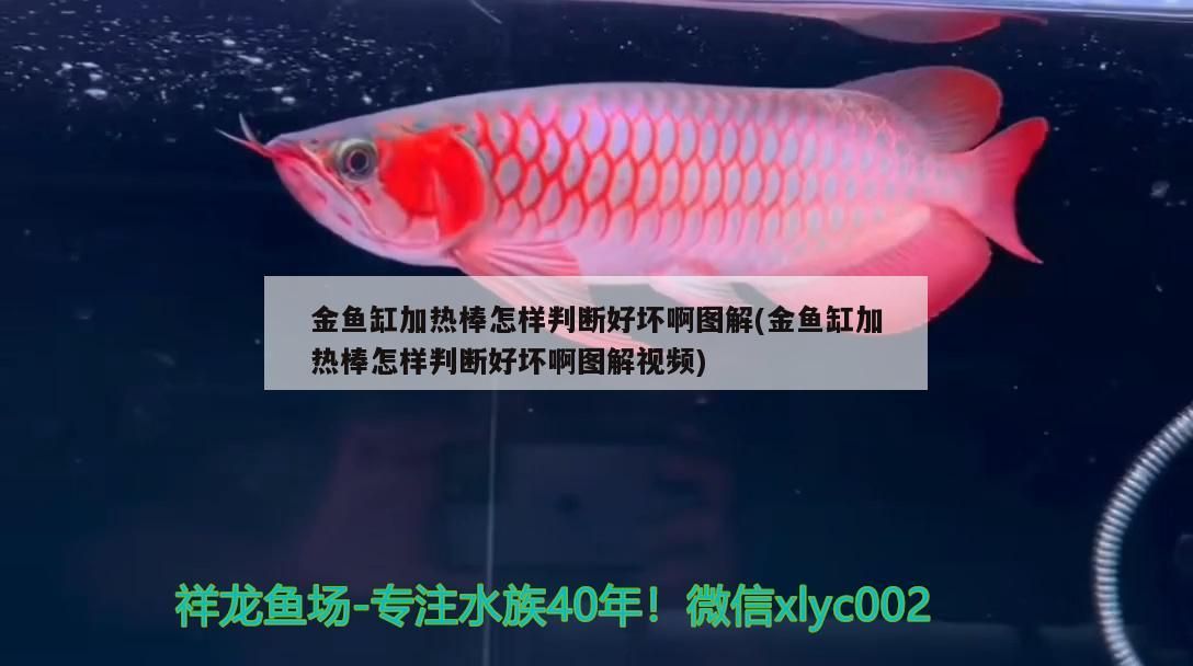 金魚缸加熱棒怎樣判斷好壞啊圖解(金魚缸加熱棒怎樣判斷好壞啊圖解視頻)（金魚缸加熱棒怎樣判斷好壞）