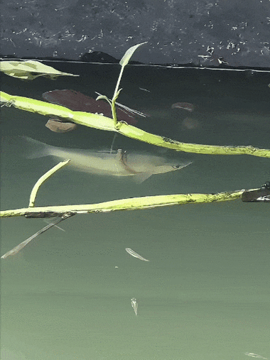 有沒有飛龍魚動態壁紙？（飛龍魚動態壁紙）