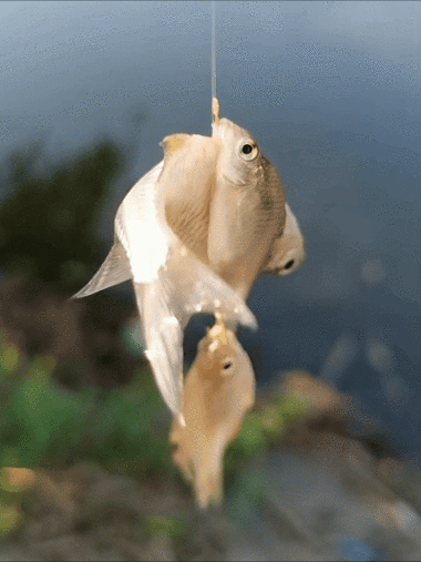 有沒有飛龍魚動態壁紙？（飛龍魚動態壁紙）