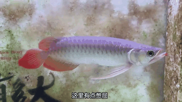 有沒有飛龍魚動態壁紙？（飛龍魚動態壁紙）