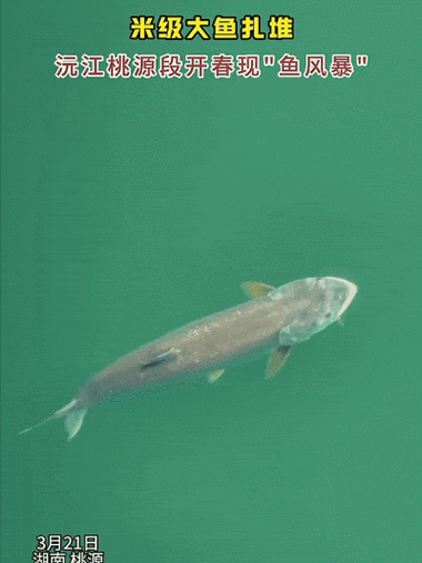 有沒有飛龍魚動態壁紙？（飛龍魚動態壁紙）