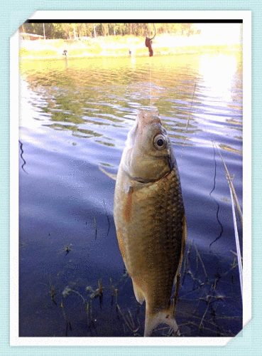 有沒有飛龍魚動態壁紙？（飛龍魚動態壁紙）