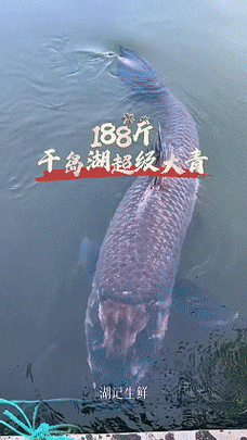 有沒有飛龍魚動態壁紙？（飛龍魚動態壁紙）