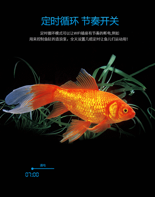 有沒有飛龍魚動態壁紙？（飛龍魚動態壁紙）