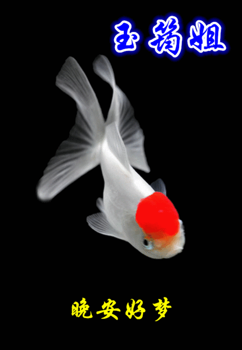 有沒有飛龍魚動態壁紙？（飛龍魚動態壁紙）