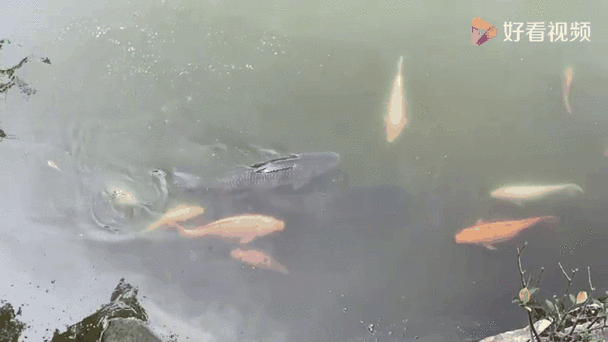 有沒有飛龍魚動態壁紙？（飛龍魚動態壁紙）
