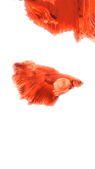 有沒有飛龍魚動態壁紙？（飛龍魚動態壁紙）